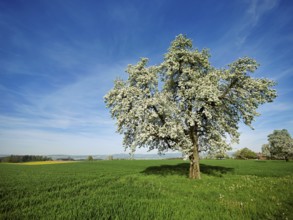 Flowering pear trees (Pyrus communis), Beinwil, Freiamt, Canton Aargau, Switzerland, Europe