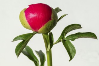 Bud just in front of flowering, pink peony (Paeonia) against a white background