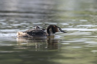 Great Crested Grebe (Podiceps Scalloped ribbonfish) with juveniles, Emsland, Lower Saxony, Germany,