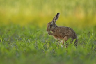 European brown hare (Lepus europaeus) adult animal in a farmland maize field in summer, England,
