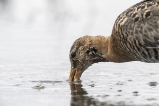 Black-tailed godwit (Limosa limosa), Lower Saxony, Germany, Europe