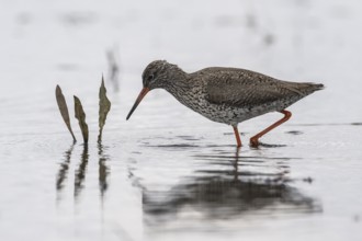 Redshank (Tringa totanus), Lower Saxony, Germany, Europe