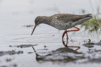 Redshank (Tringa totanus), Lower Saxony, Germany, Europe