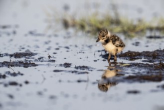Young lapwing (Vanellus vanellus), Lower Saxony, Germany, Europe