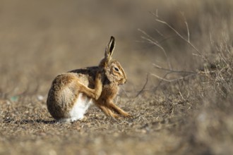 European brown hare (Lepus europaeus) adult animal in grassland in summer, England, United Kingdom,