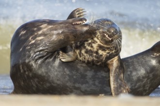 Grey seal (Halichoerus grypus) two adult animals in love courting on a beach, England, United