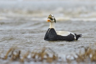 Spectacled Eider (Somateria fischeri) male, Alaska, USA, North America