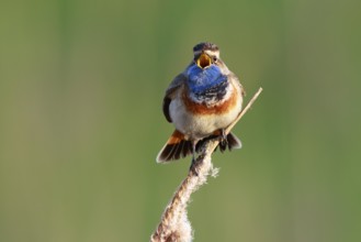 Bluethroat (Luscinia svecica cyanecula) male singing from cattail, Netherlands