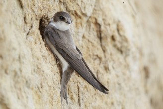 Sand Martin (Riparia riparia), North Rhine-Westphalia, Germany, Europe