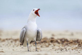 Audouin's Gull (Ichthyaetus audouinii) calling, Mallorca, Spain, Europe