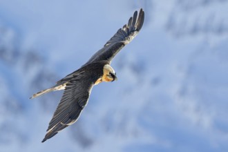 Bearded Vulture (Gypaetus barbatus) flying, Valais, Switzerland, Europe