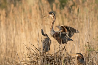 Purple Heron (Ardea purpurea) pair building nest, Baden-Wuerttemberg, Germany, Europe