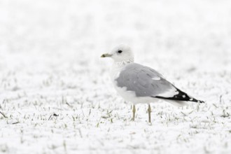 Mew Gull (Larus canus), North Rhine-Westphalia, Germany, Europe