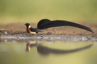Long-tailed Paradise Whydah (Vidua paradisaea), South Africa, Africa