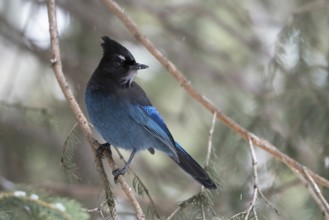 Steller's Jay (Cyanocitta stelleri) perched on a branch, Wyoming, USA, North America
