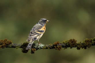 Keep zittend op bemost takje, Brambling sitting on branch