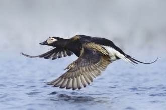 Long-tailed Duck (Clangula hyemalis) male flying, Alaska, USA, North America