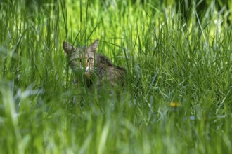 Hunting European wildcat, wild cat (Felis silvestris silvestris) stalking prey in grassland, meadow