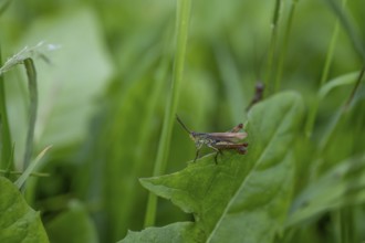 Great green bush cricket (locusta), grasshopper, on a blade of grass in a meadow, Tyrol, Austria,