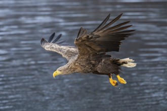 White-tailed eagle (Haliaeetus albicilla), in flight, Lofoten, Norway, Europe