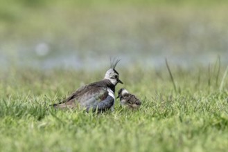Lapwing (Vanellus vanellus) with young, Lower Saxony, Germany, Europe