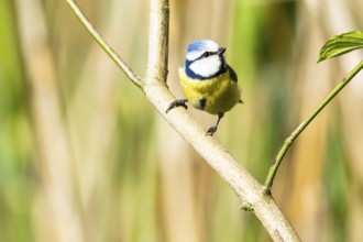Blue Tit (Parus Caeruleus) Germany
