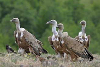 Griffon Vulture (Gyps fulvus), Rhodopen, Bulgaria, Europe