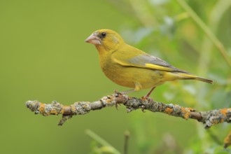 European Greenfinch (Chloris chloris) male perched on a branch, Andalusia, Spain, Europe