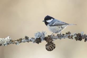Coal Tit (Periparus ater) perched on a lichen branch, Grisons, Switzerland, Europe