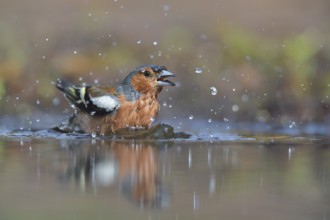 Common Chaffinch (Fringilla coelebs) male bathing, Netherlands