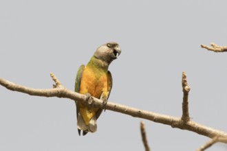 Senegal Parrot (Poicephalus senegalus), Gambia, Africa