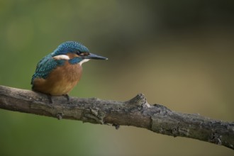 Common Kingfisher (Alcedo atthis) juvenile perched on a branch, North Rhine-Westphalia, Germany,