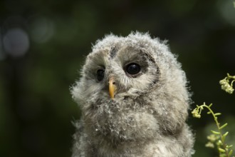 Ural Owl (Strix uralensis) fledgling, captive, Germany, Europe