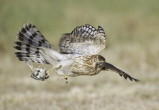 Cooper's Hawk (Accipiter cooperii) flying, Texas, USA, North America
