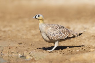 Crowned Sandgrouse (Pterocles coronatus) male, Negev, Israel, Asia