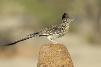 Greater Roadrunner (Geococcyx californianus), Arizona, USA, North America