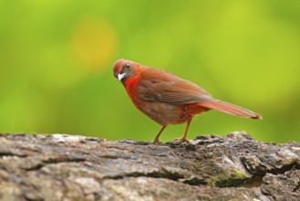 Birdwatching in Central America. Wildlife scene from nature, Belize. Red-throated Ant-Tanager,