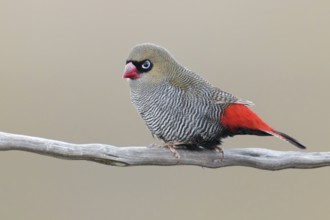 Beautiful Firetail (Stagonopleura bella), Tasmania, Australia, Oceania