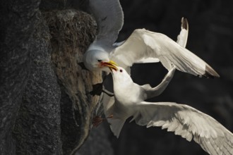 Black-legged Kittiwake (Rissa tridactyla), Runde Island, Norway, Europe