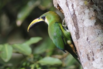 Emerald Toucanet (Aulacorhynchus prasinus), Guatemala, Central America