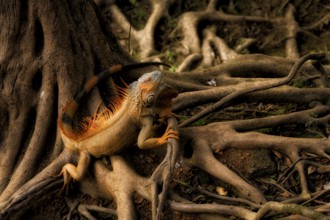 Green iguana male in breeding colors on buttreses of riverside wild fig tree