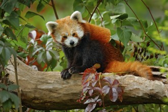 Beautiful Red panda lying on the tree with green leaves. Red panda bear, Ailurus fulgens, habitat.
