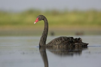 Black Swan (Cygnus atratus), Victoria, Australia, Oceania