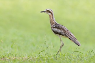 Bush Stone-curlew (Burhinus grallarius), Queensland, Australia, Oceania