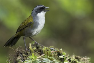 Grey-browed Brush Finch (Arremon assimilis) perched on a branch in Colombia, South America