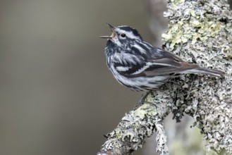 Black-and-White Warbler (Mniotilta varia) perched on a branch in Ontario, Canada, North America