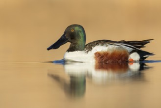 Northern Shoveler (Anas clypeata) swimming in a pond in Manitoba, Canada, North America