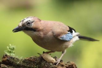 Eurasian Jay (Garrulus glandarius), Lower Saxony, Germany, Europe