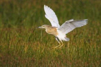 Squacco Heron (Ardeola ralloides) flying, Greece, Europe