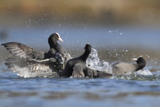 Eurasian Coot (Fulica atra), North Rhine-Westphalia, Germany, Europe